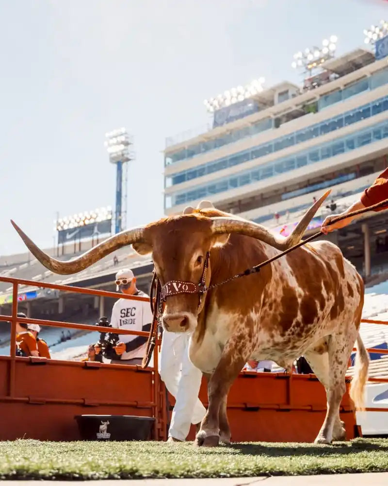 Cotton Bowl Detail View 8